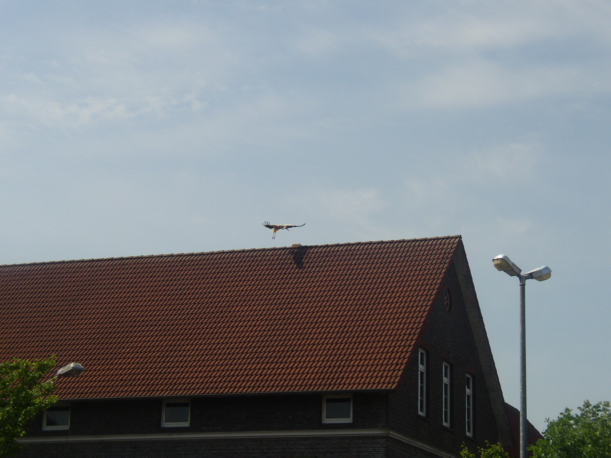 Storch_5